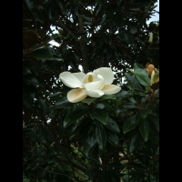 https://branjofarms.soulclops.com/files/gimgs/th-6_6_magnolia.jpg